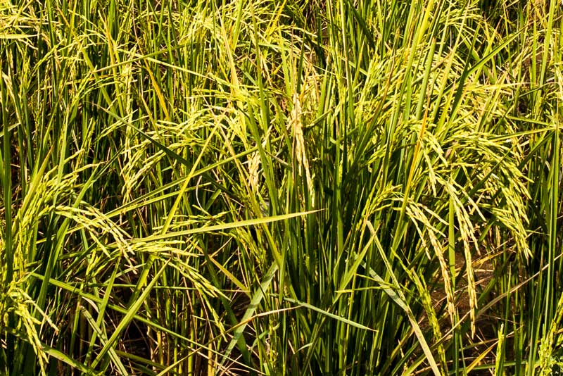 Matured paddy crop in Bathinda district, Punjab - cultivated using irrigation water from a rich canal network emerging from the perennial rivers of Indus system